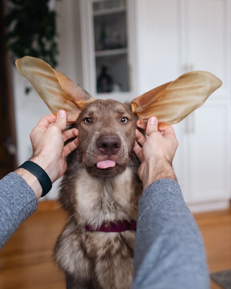 Orejas de Cerdo Deshidratadas x 12 unidades