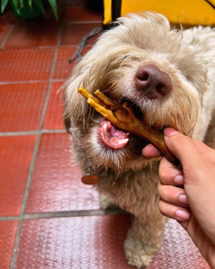 Patas de Pollo Deshidratadas x 50 unidades