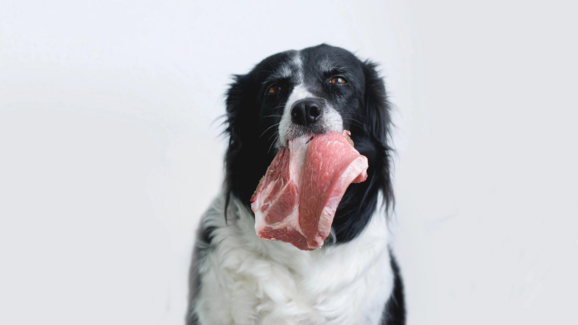 Dieta Pollo Res para Perros 1kg